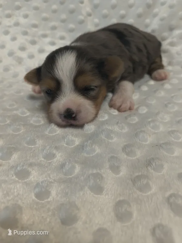 Yorkie  – Yorkshire Terrier puppy for sale in Fort Myers, FL