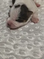 Yorkie female, a female Yorkshire Terrier for sale in Fort Myers, FL – 2 of 3