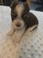 Yorkie chocolate , a male Yorkshire Terrier for sale in Fort Myers, FL – 2 of 3
