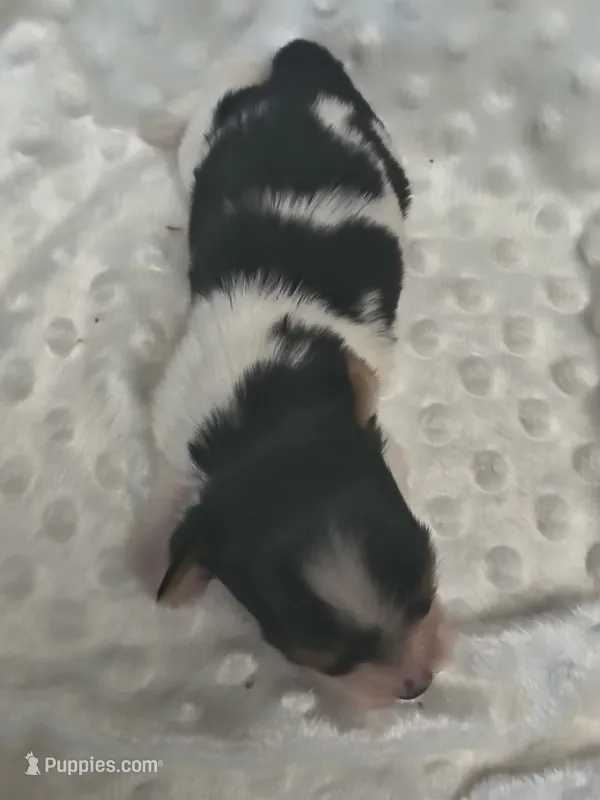 Yorkie parti – Yorkshire Terrier puppy for sale in Fort Myers, FL
