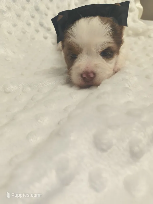 Yorkie female chocoberry  – Yorkshire Terrier puppy for sale in Fort Myers, FL