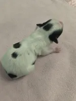 Tcup Yorkie parti, a female Yorkshire Terrier for sale in Fort Myers, FL – Photo 2 of 2