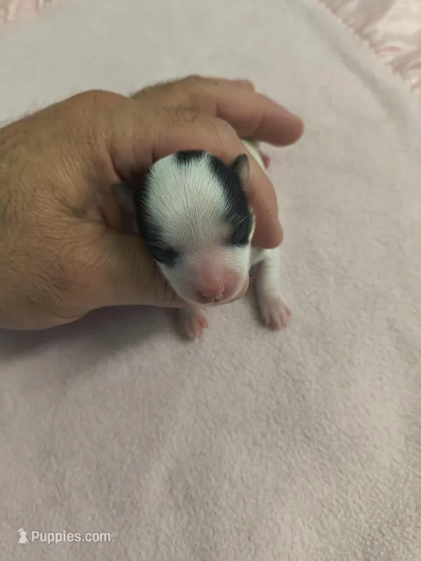 Tcup Yorkie parti – Yorkshire Terrier puppy for sale in Fort Myers, FL