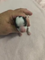 Tcup Yorkie parti, a female Yorkshire Terrier for sale in Fort Myers, FL – Photo 1 of 2