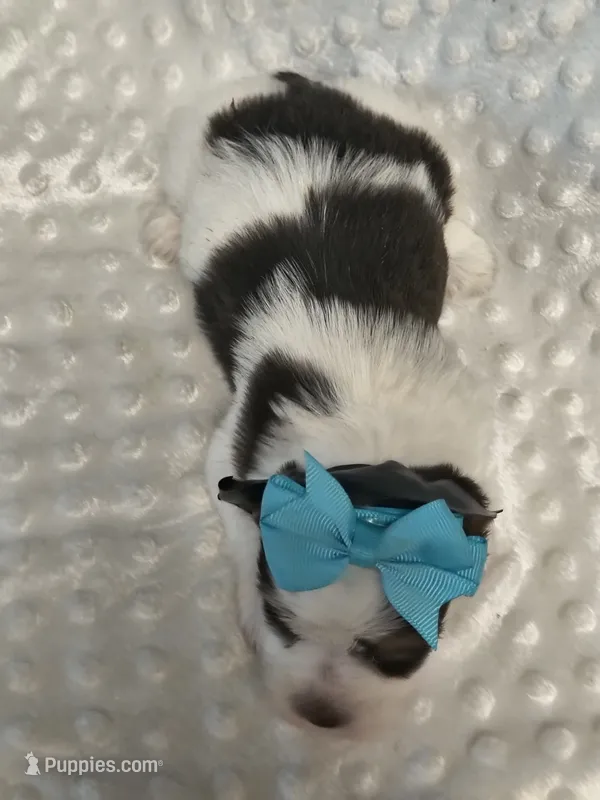 Yorkie biro  – Yorkshire Terrier puppy for sale in Fort Myers, FL