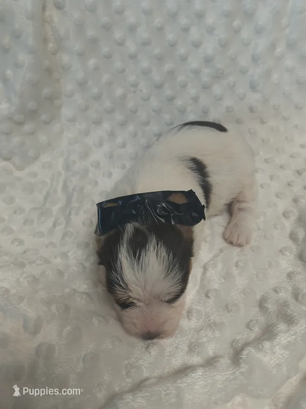 Yorkie biro female  – Yorkshire Terrier puppy for sale in Fort Myers, FL