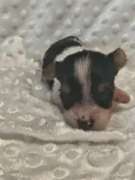 Yorkie parti, a male Yorkshire Terrier for sale in Fort Myers, FL – 2 of 2