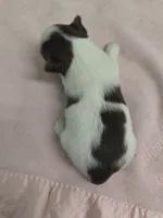 Yorkie female, a female Yorkshire Terrier for sale in Fort Myers, FL – Photo 1 of 3