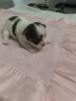 Yorkie female, a female Yorkshire Terrier for sale in Fort Myers, FL – Photo 3 of 3