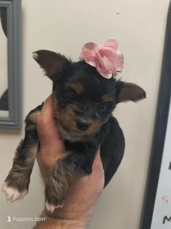 Yorkie female  – Yorkshire Terrier puppy for sale in Fort Myers, FL