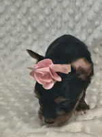 Yorkie female , a female Yorkshire Terrier for sale in Fort Myers, FL – 2 of 2