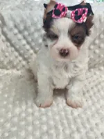 Yorkie female , a female Yorkshire Terrier for sale in Fort Myers, FL – 3 of 3