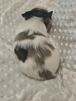 Yorkie female chocoberry , a female Yorkshire Terrier for sale in Fort Myers, FL – 2 of 3