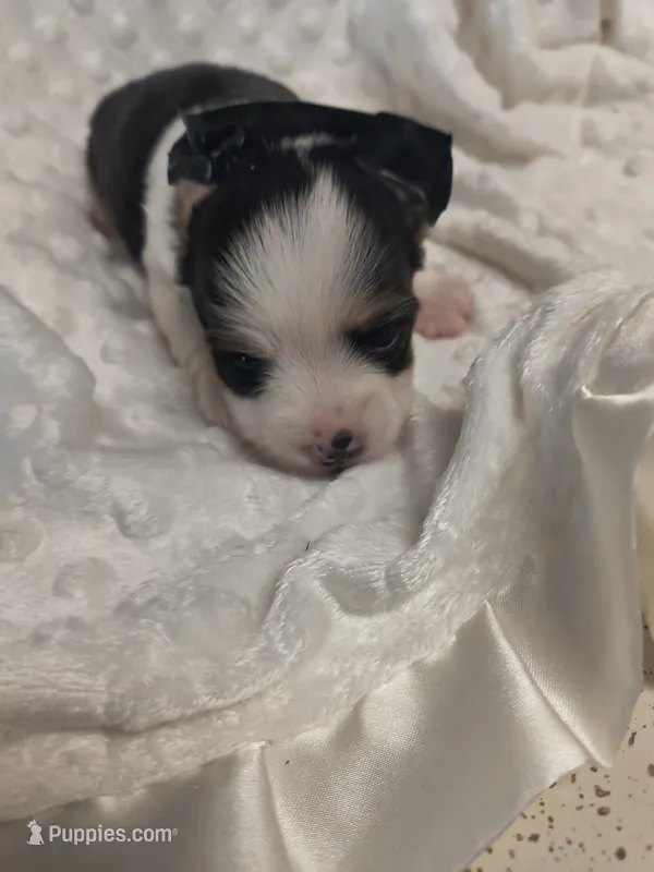 Yorkie female  – Yorkshire Terrier puppy for sale in Fort Myers, FL
