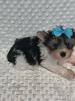 Yorkie, a male Yorkshire Terrier for sale in Fort Myers, FL – 1 of 2