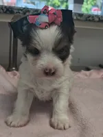 Yorkie female , a female Yorkshire Terrier for sale in Fort Myers, FL – 3 of 3