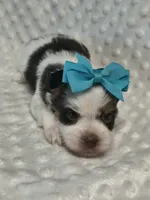 Yorkie parti, a male Yorkshire Terrier for sale in Fort Myers, FL – 2 of 2
