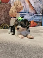 Yorkie , a male Yorkshire Terrier for sale in Fort Myers, FL – 2 of 3