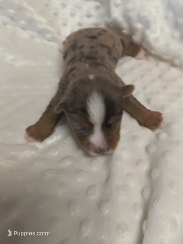 Yorkie blue merla – Yorkshire Terrier puppy for sale in Fort Myers, FL