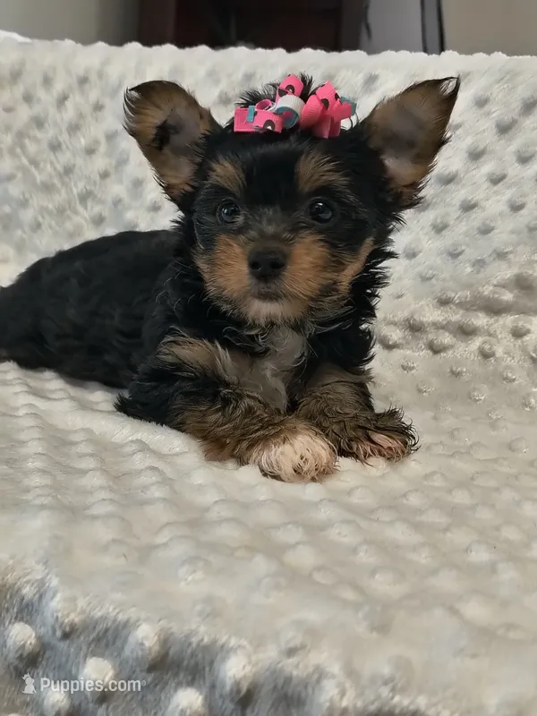 Yorkie female  – Yorkshire Terrier puppy for sale in Fort Myers, FL
