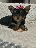 Yorkie female , a female Yorkshire Terrier for sale in Fort Myers, FL – 1 of 1