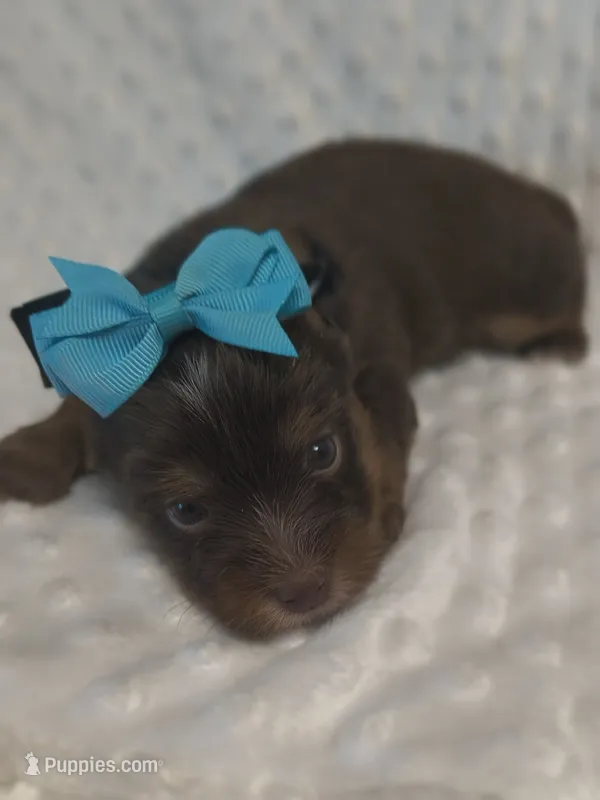 Yorkie chocolate  – Yorkshire Terrier puppy for sale in Fort Myers, FL