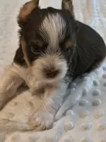Yorkie chocolate , a male Yorkshire Terrier for sale in Fort Myers, FL – 3 of 3