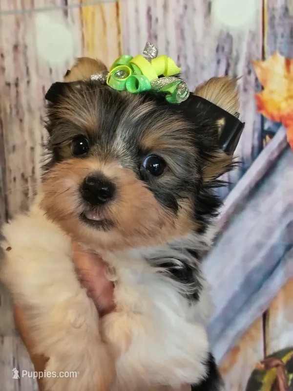 Yorkie parti – Yorkshire Terrier puppy for sale in Fort Myers, FL