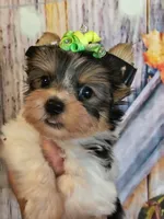 Yorkie parti, a male Yorkshire Terrier for sale in Fort Myers, FL – 1 of 4
