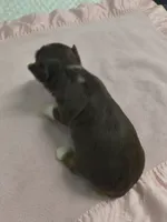 Yorkie chocolate, a female Yorkshire Terrier for sale in Fort Myers, FL – Photo 3 of 3