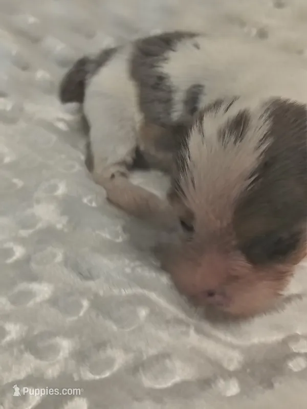 Yorkie blueberry  – Yorkshire Terrier puppy for sale in Fort Myers, FL