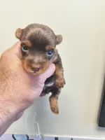 Yorkie tcup female , a female Yorkshire Terrier for sale in Fort Myers, FL – Photo 2 of 2