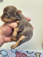 Yorkie tcup female , a female Yorkshire Terrier for sale in Fort Myers, FL – Photo 1 of 2