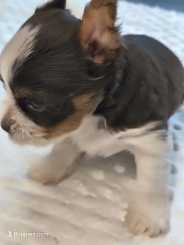 Yorkie chocolate  – Yorkshire Terrier puppy for sale in Fort Myers, FL
