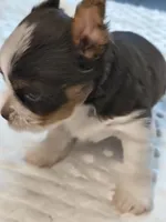 Yorkie chocolate , a male Yorkshire Terrier for sale in Fort Myers, FL – 1 of 3