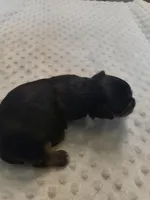 Yorkie black and tan , a male Yorkshire Terrier for sale in Fort Myers, FL – 3 of 3