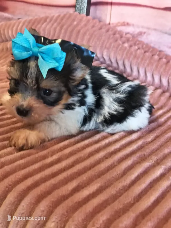 Yorkie small – Yorkshire Terrier puppy for sale in Fort Myers, FL