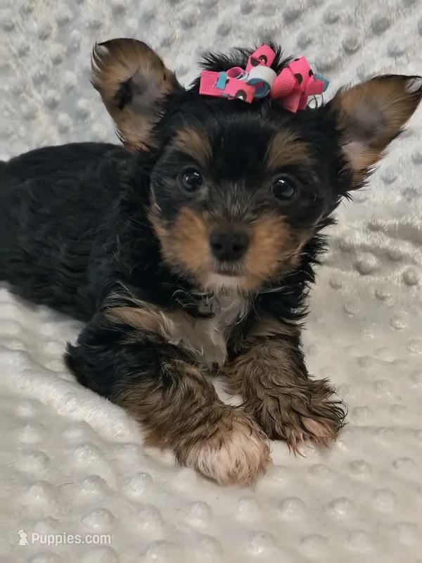 Yorkie female , a female Yorkshire Terrier for sale in Fort Myers, FL – 1 of 1