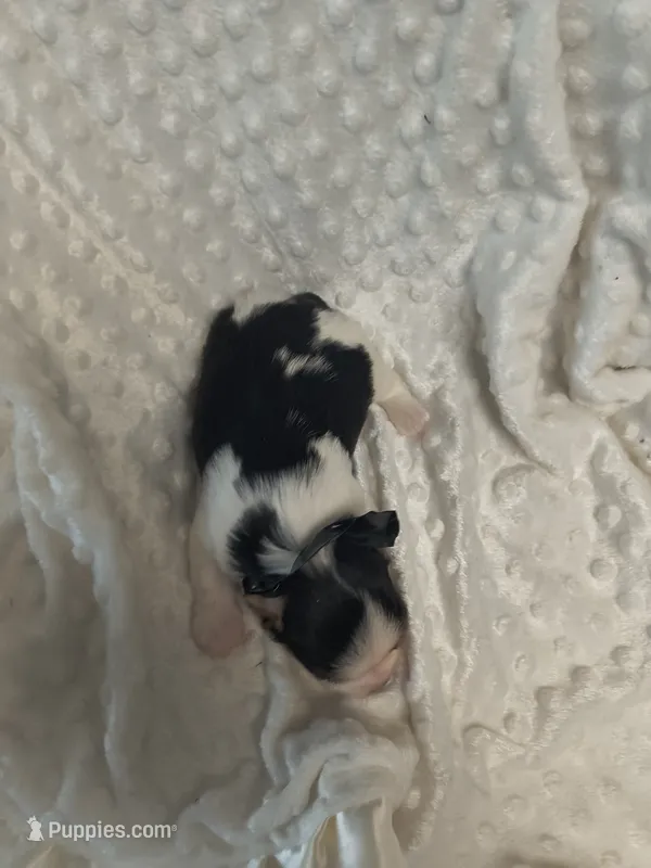 Yorkie female  – Yorkshire Terrier puppy for sale in Fort Myers, FL