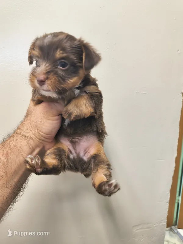 Yorkie chocolate  – Yorkshire Terrier puppy for sale in Fort Myers, FL