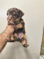 Yorkie chocolate , a male Yorkshire Terrier for sale in Fort Myers, FL – 1 of 2