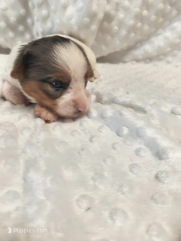 Yorkie chocoberry  – Yorkshire Terrier puppy for sale in Fort Myers, FL