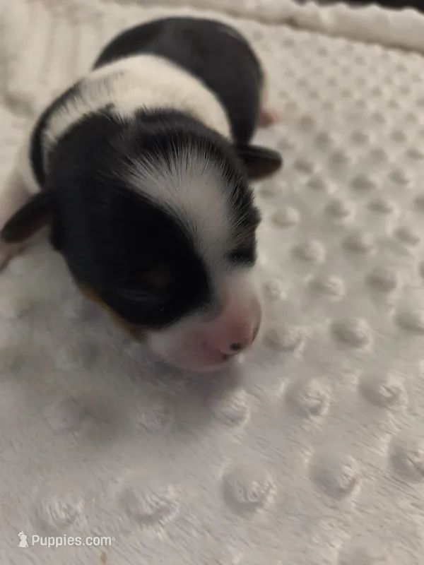 Yorkie parti  – Yorkshire Terrier puppy for sale in Fort Myers, FL