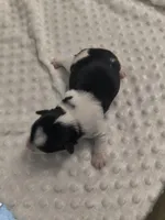 Yorkie parti , a male Yorkshire Terrier for sale in Fort Myers, FL – Photo 2 of 4