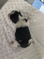 Yorkie parti , a male Yorkshire Terrier for sale in Fort Myers, FL – Photo 4 of 4