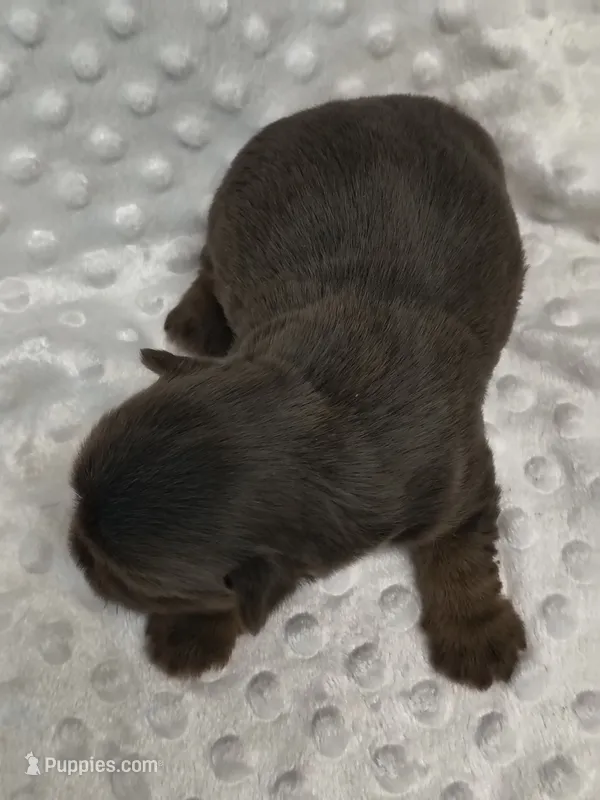 Yorkie chocolate  – Yorkshire Terrier puppy for sale in Fort Myers, FL