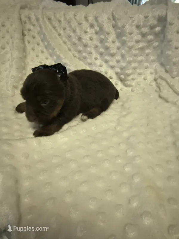 Yorkie  chocolate  – Yorkshire Terrier puppy for sale in Fort Myers, FL