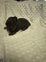 Yorkie  chocolate , a male Yorkshire Terrier for sale in Fort Myers, FL – 1 of 3
