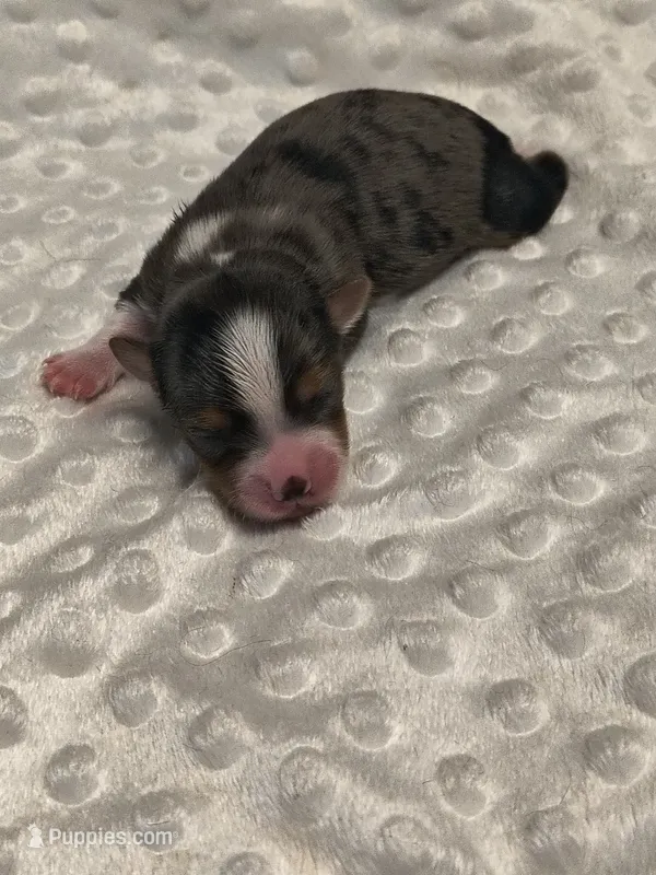Yorkie blue merle – Yorkshire Terrier puppy for sale in Fort Myers, FL