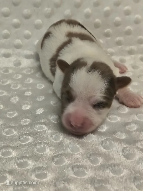Yorkie female  – Yorkshire Terrier puppy for sale in Fort Myers, FL
